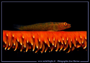 A little Symbiotic Goby on it's Coral.... On of my favori... by Michel Lonfat 
